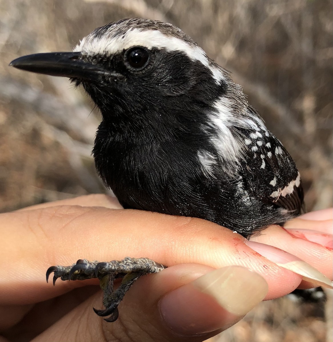 Black-bellied Antwren - ML630560487