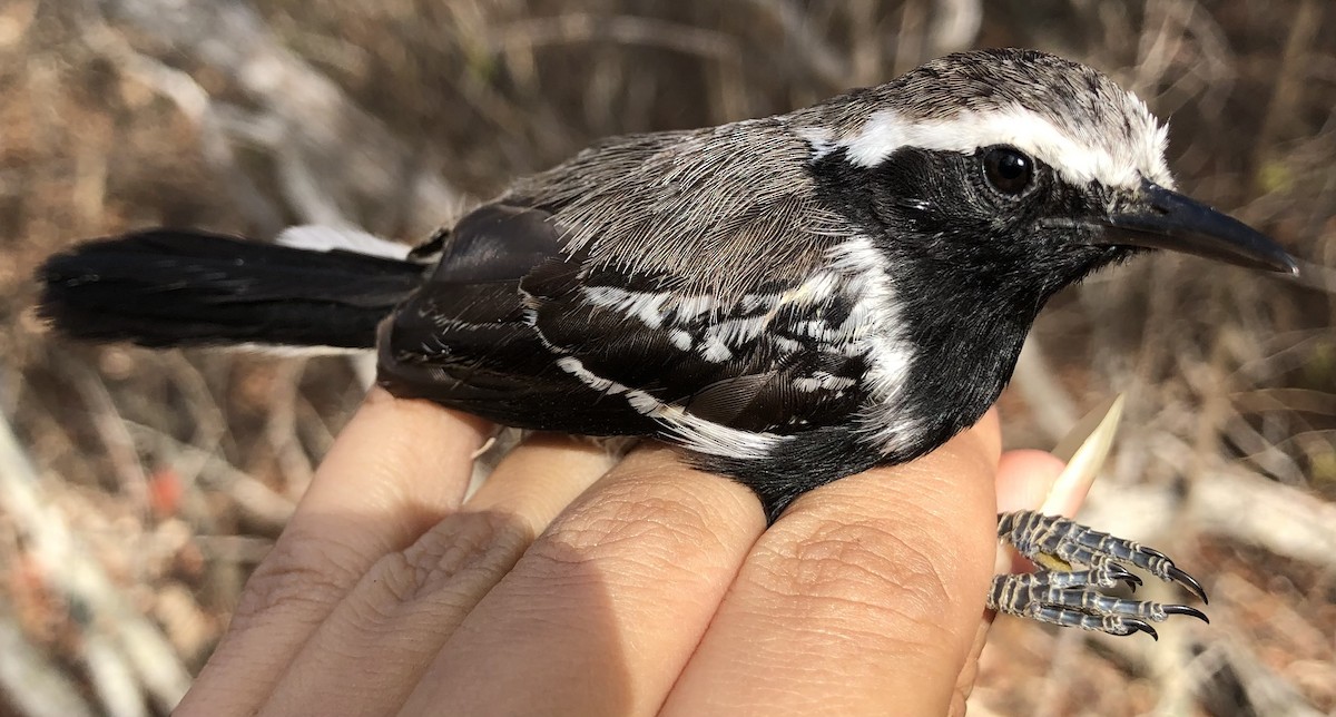 Black-bellied Antwren - ML630560489