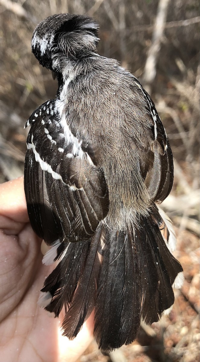 Black-bellied Antwren - ML630560490