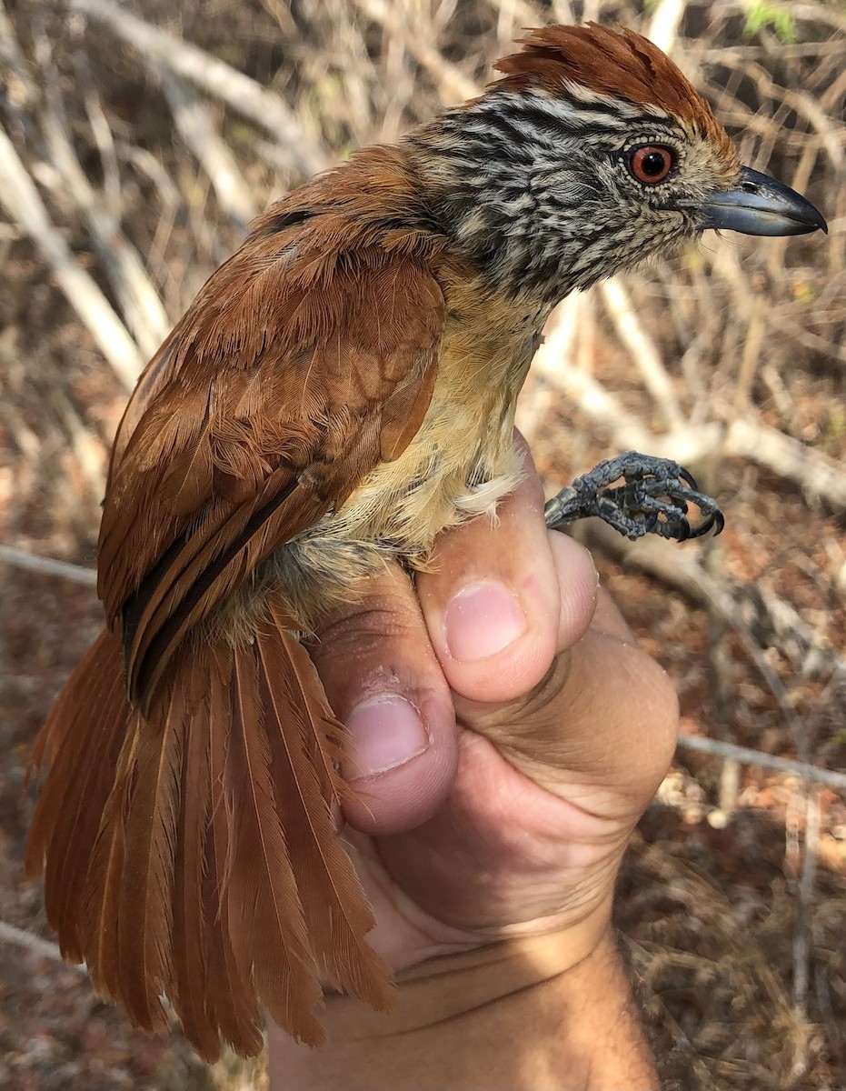 Barred Antshrike (Caatinga) - ML630560531