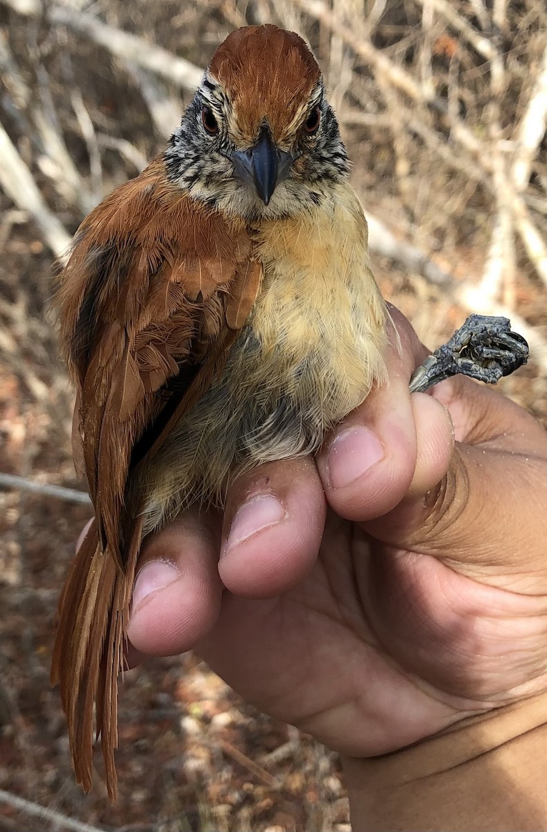 Barred Antshrike (Caatinga) - ML630560532