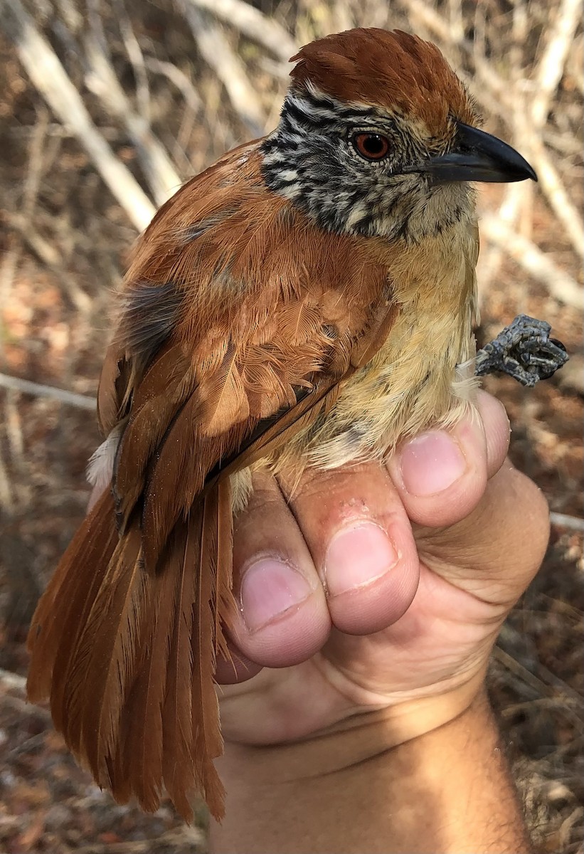 Barred Antshrike (Caatinga) - ML630560533