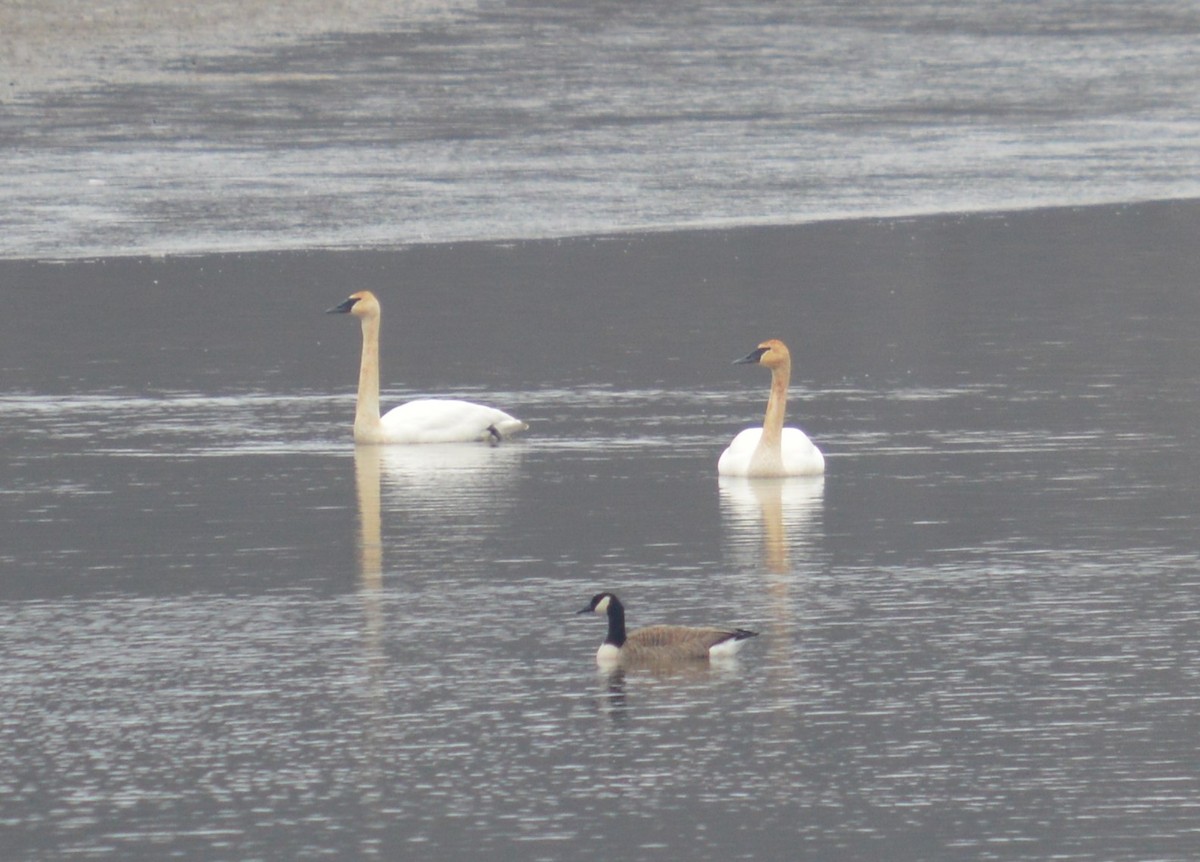 Trumpeter Swan - ML630560736