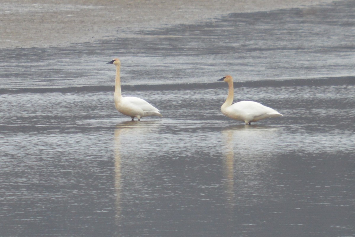 Trumpeter Swan - ML630560742