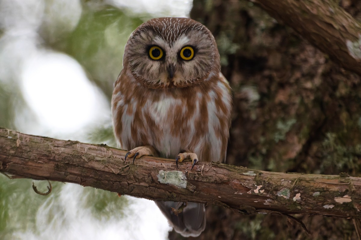 Northern Saw-whet Owl (acadicus) - ML630560756
