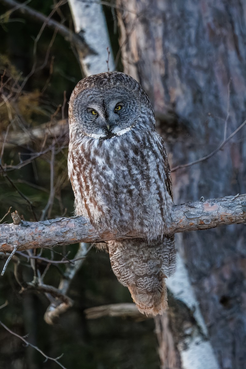 puštík vousatý - ML630560757