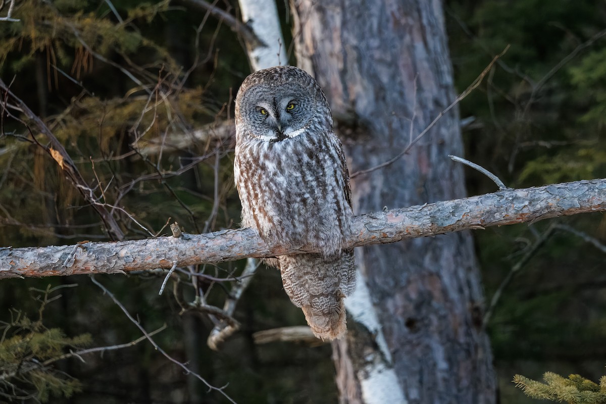 puštík vousatý - ML630560758