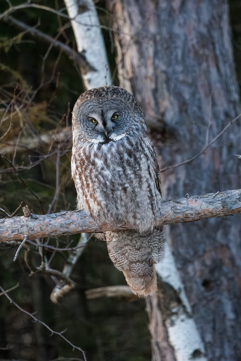 puštík vousatý - ML630560759