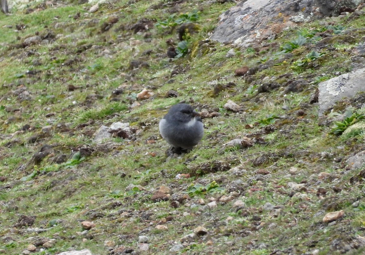 White-throated Sierra Finch - ML630560801