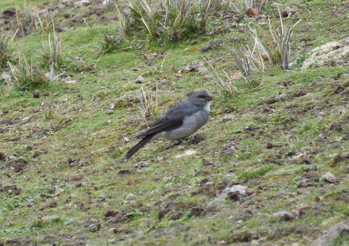 ノドジロヤマシトド - ML630560802