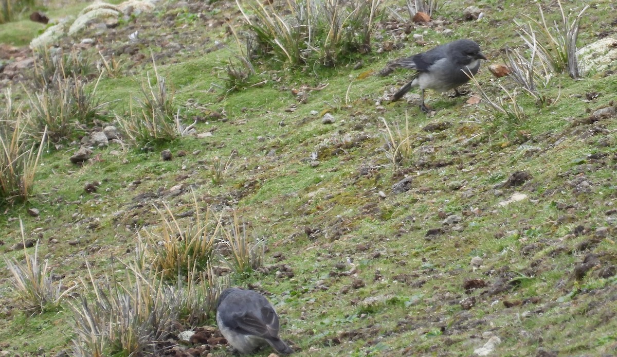 ノドジロヤマシトド - ML630560804