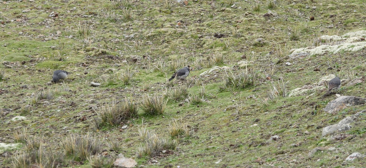 ノドジロヤマシトド - ML630560806