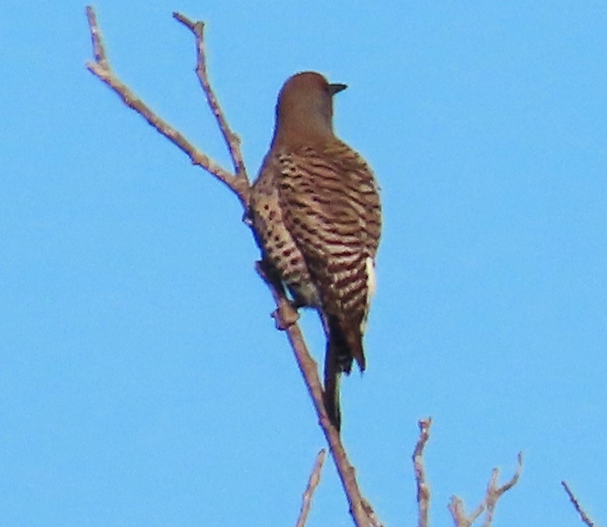 Northern Flicker (Red-shafted) - ML630560810
