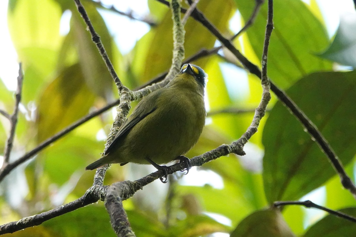 Lesser Antillean Euphonia - ML630560821