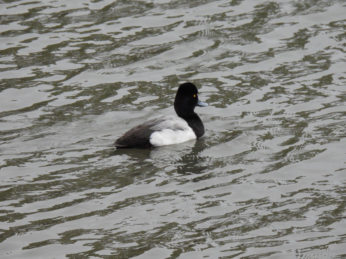 Lesser Scaup - ML630561494