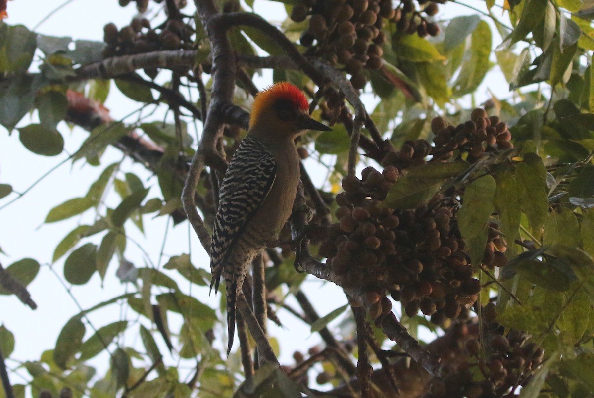 Golden-cheeked Woodpecker - ML630561539