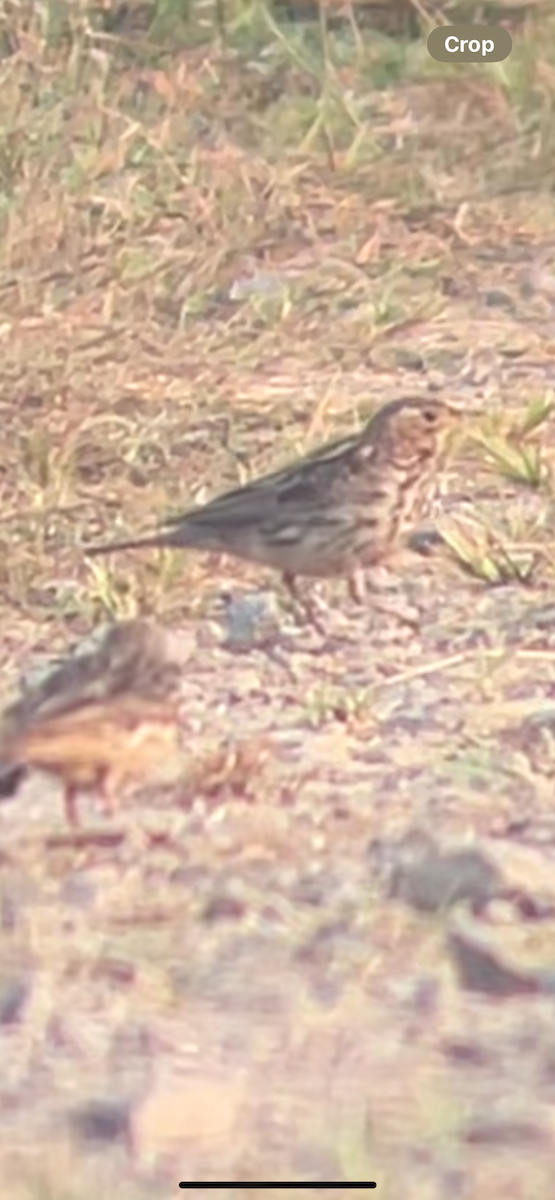 Rotkehlpieper - ML630561568