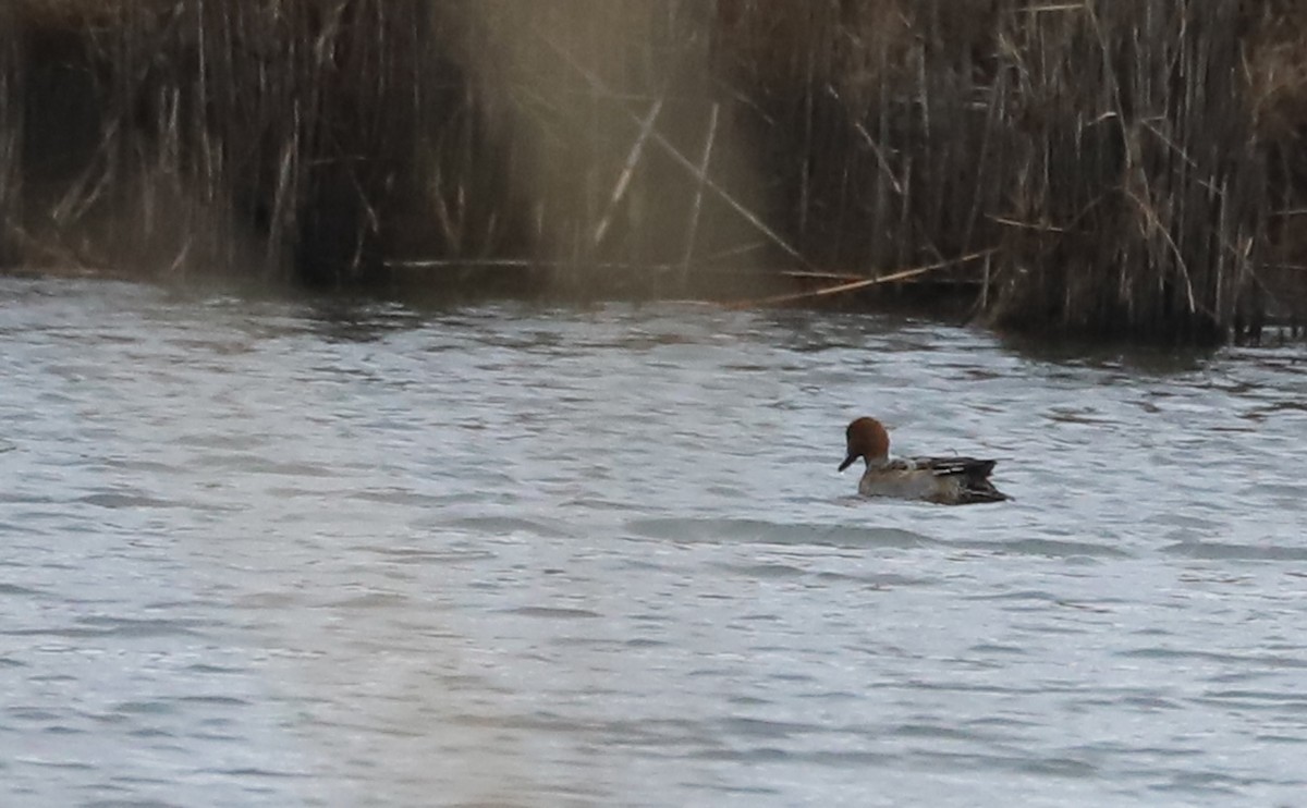 Eurasian Wigeon - ML630561637