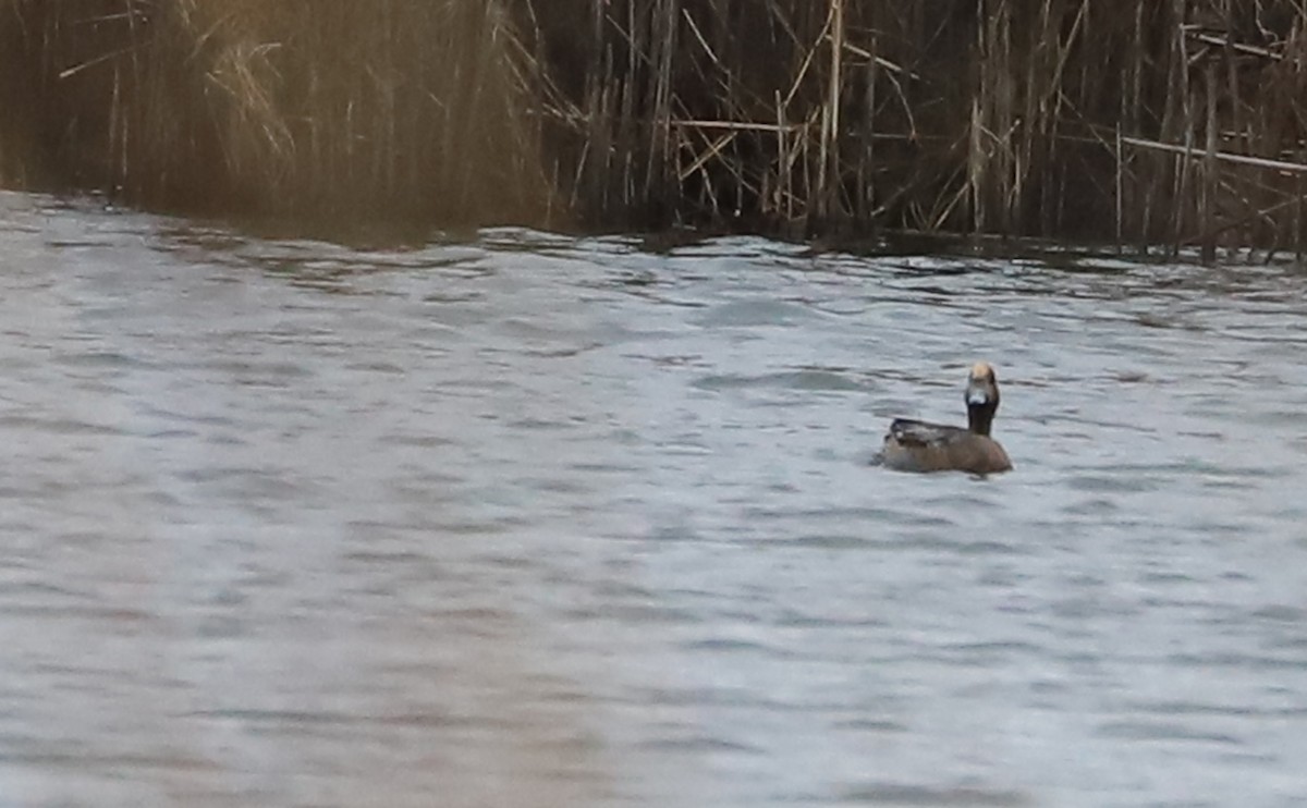 Eurasian Wigeon - ML630561644
