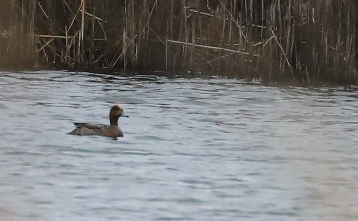 Eurasian Wigeon - ML630561650