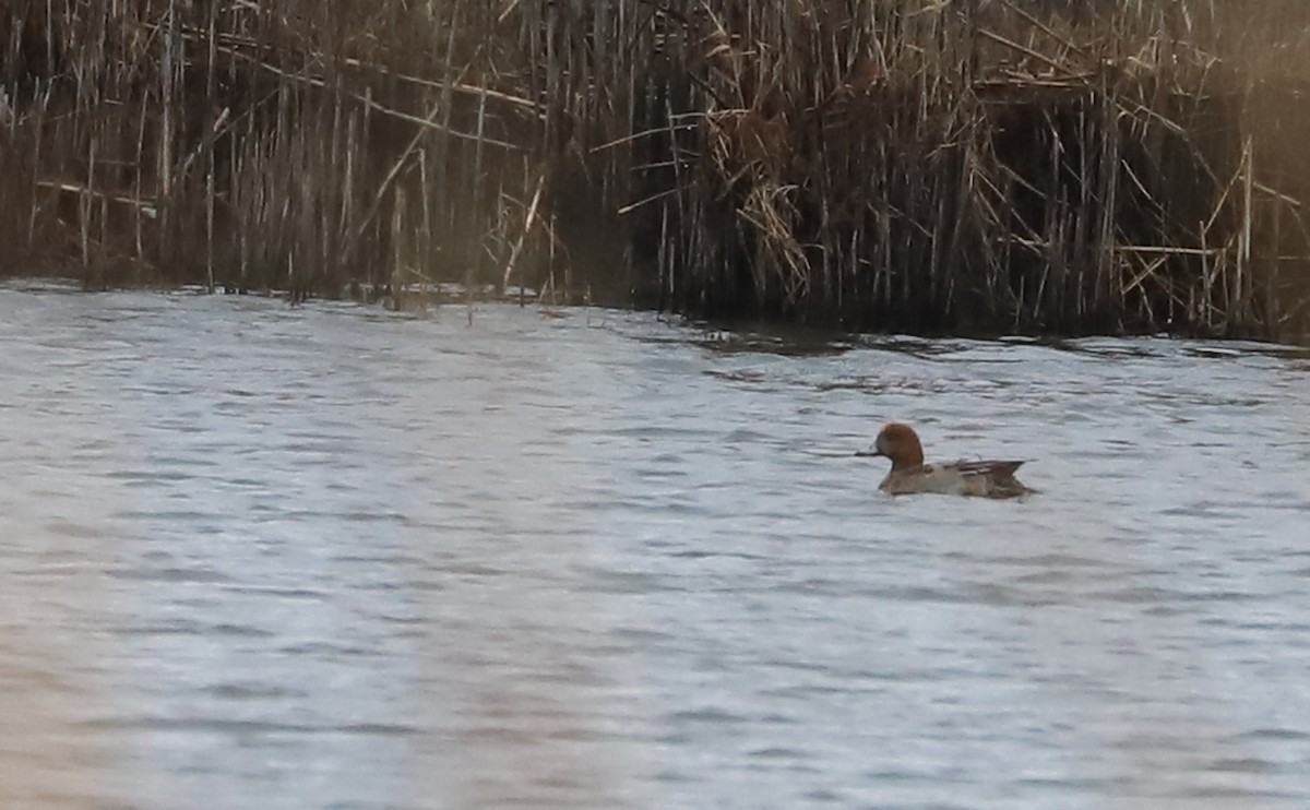 Eurasian Wigeon - ML630561657