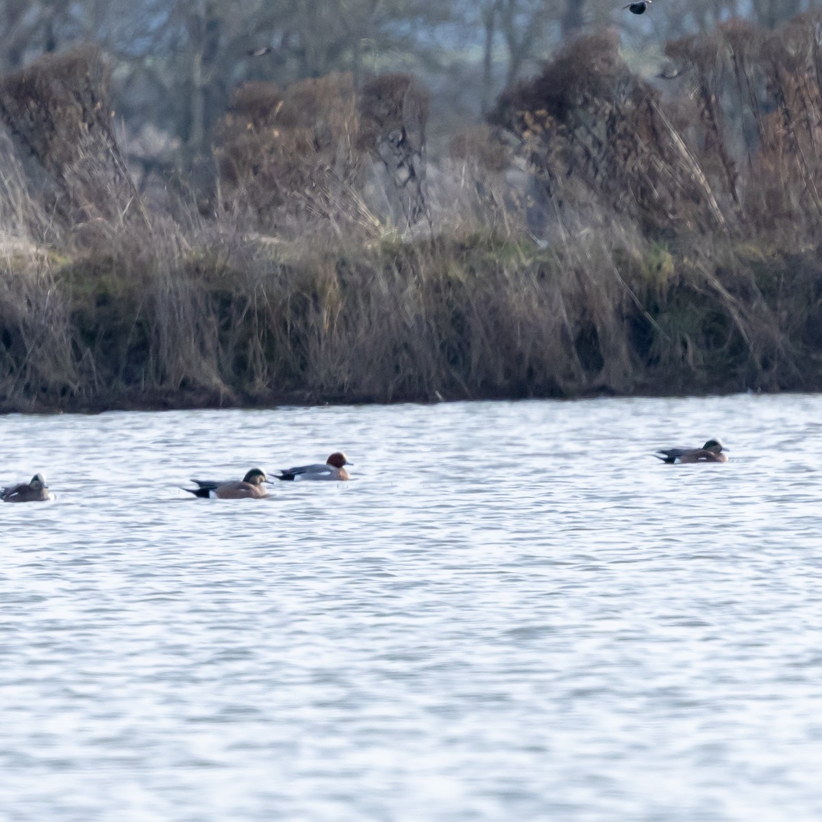 Eurasian Wigeon - ML630562084
