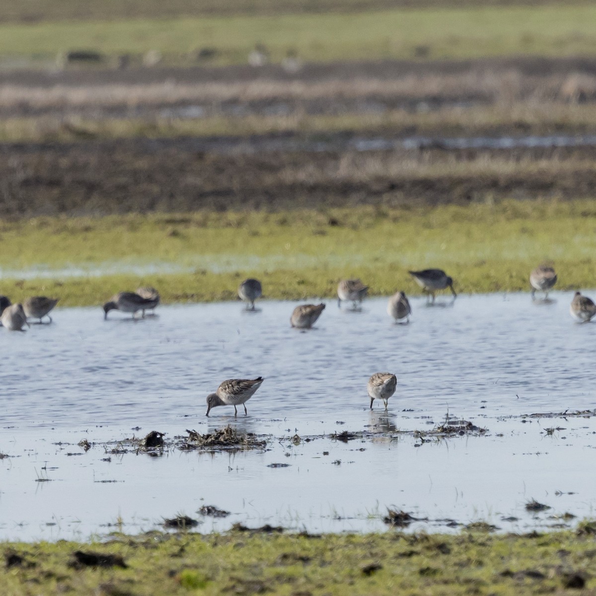 Long-billed Dowitcher - ML630562127