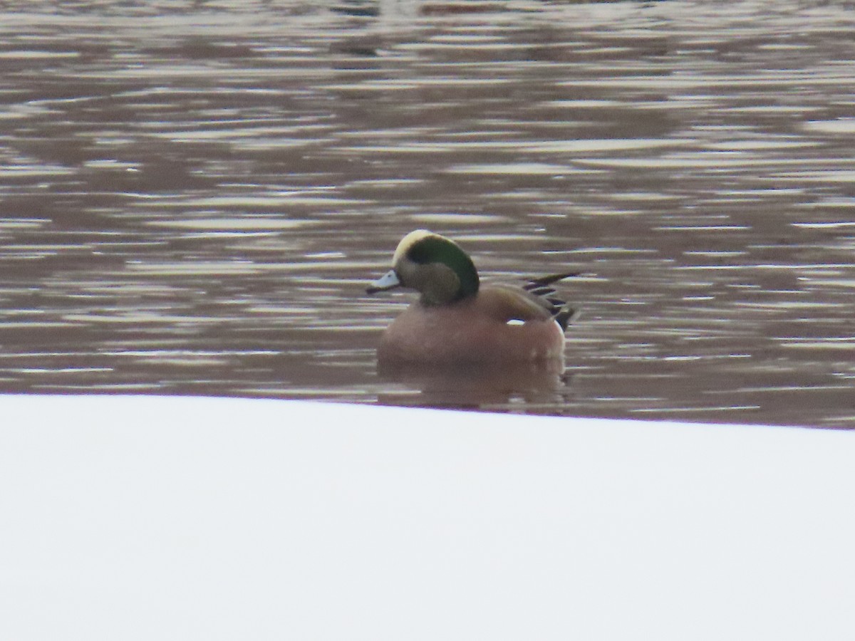 American Wigeon - ML630562431