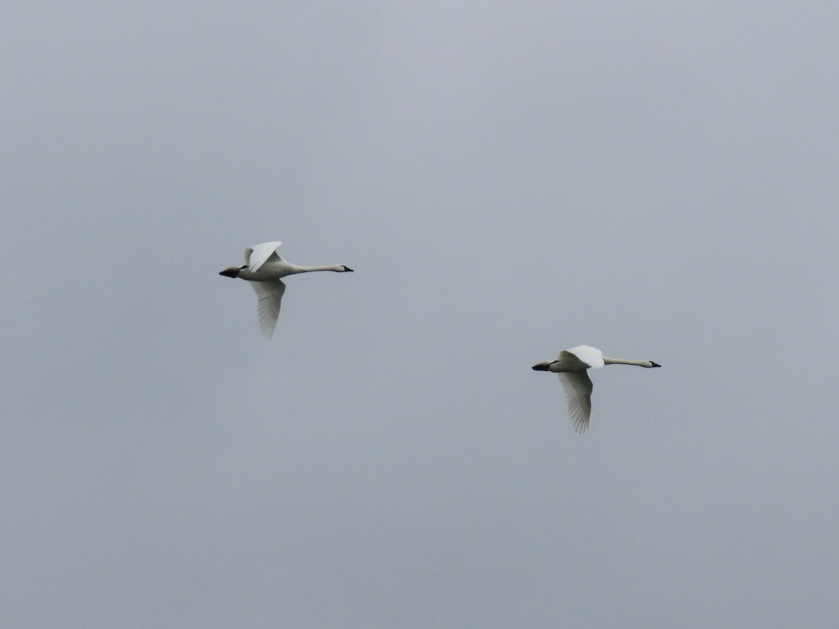 Tundra Swan - ML630562530