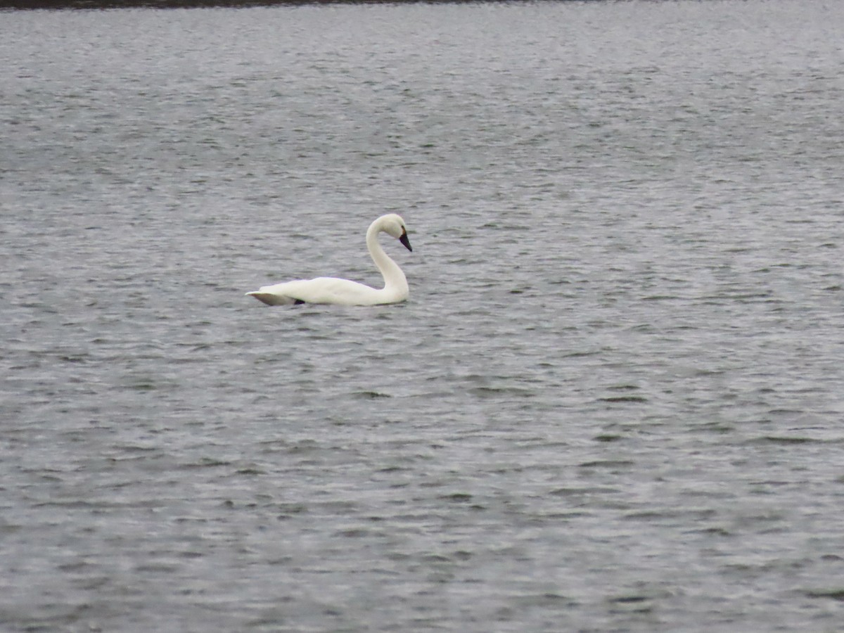 Tundra Swan - ML630562531