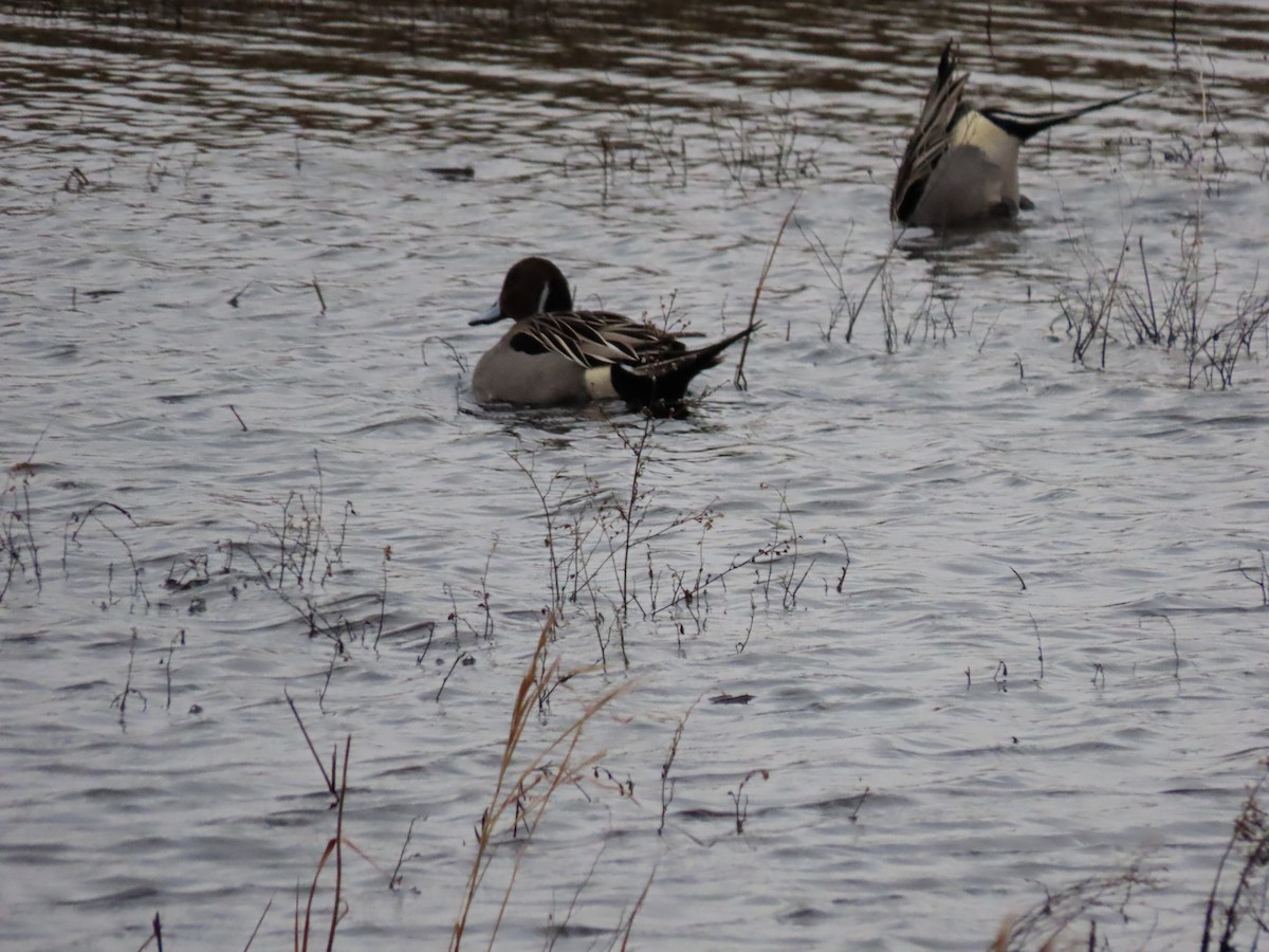 Northern Pintail - ML630562588