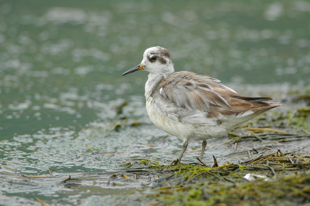 Red Phalarope - ML630562595