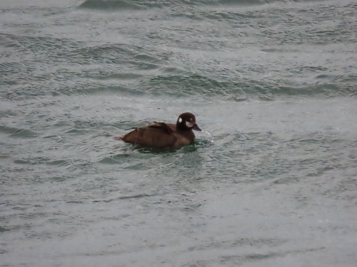 Harlequin Duck - ML630562650