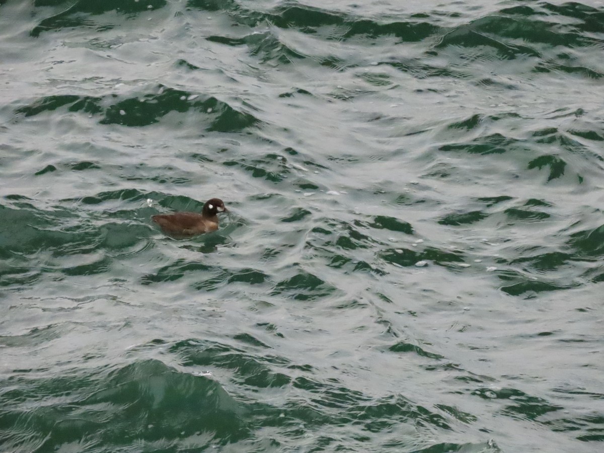 Harlequin Duck - ML630562651