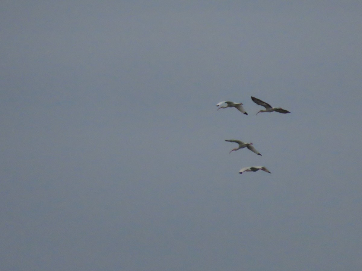 White Ibis - ML630562691