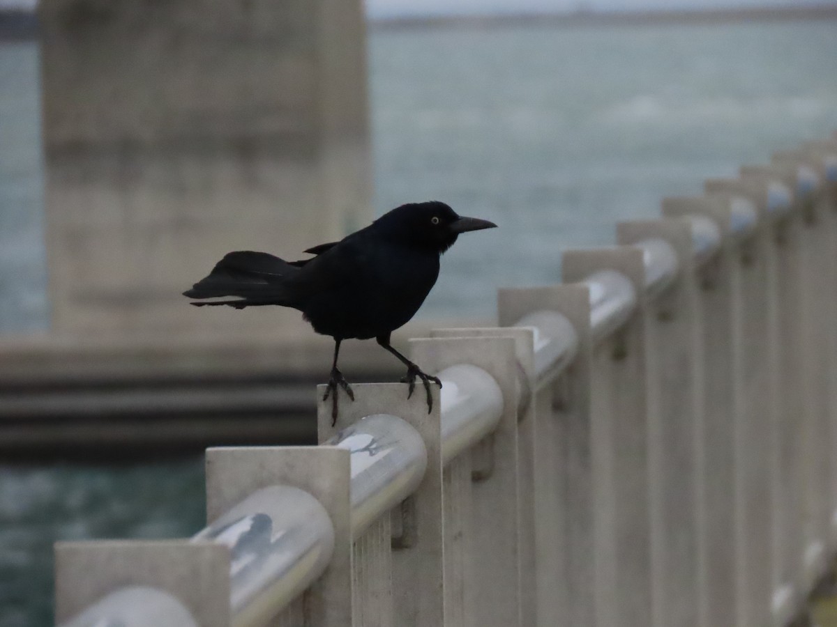 Boat-tailed Grackle - ML630562711