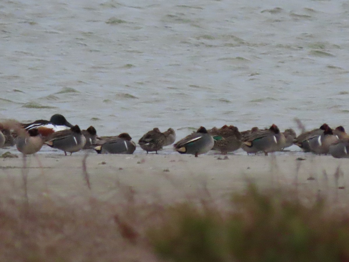 Green-winged Teal (Eurasian) - ML630562863