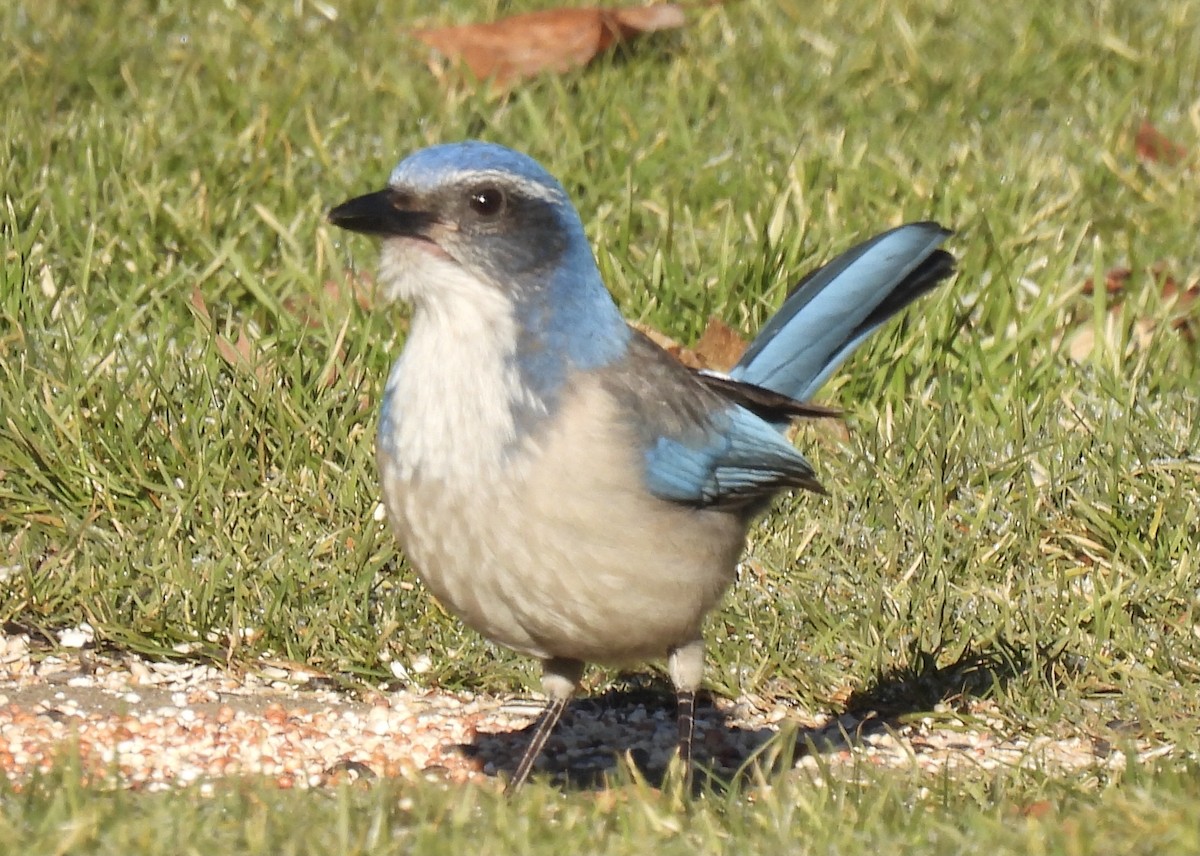 California Scrub-Jay - ML630562901