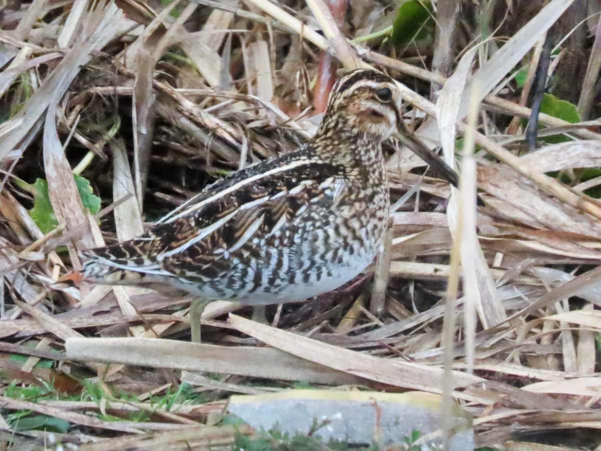 Wilson's Snipe - ML630563008