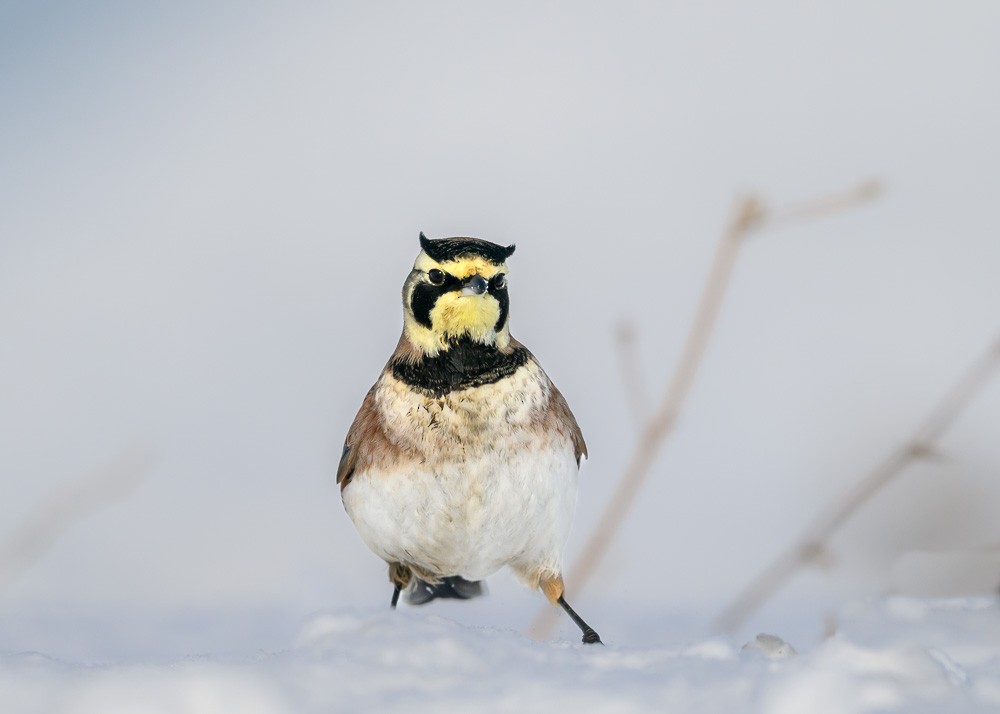 Horned Lark - ML630563038