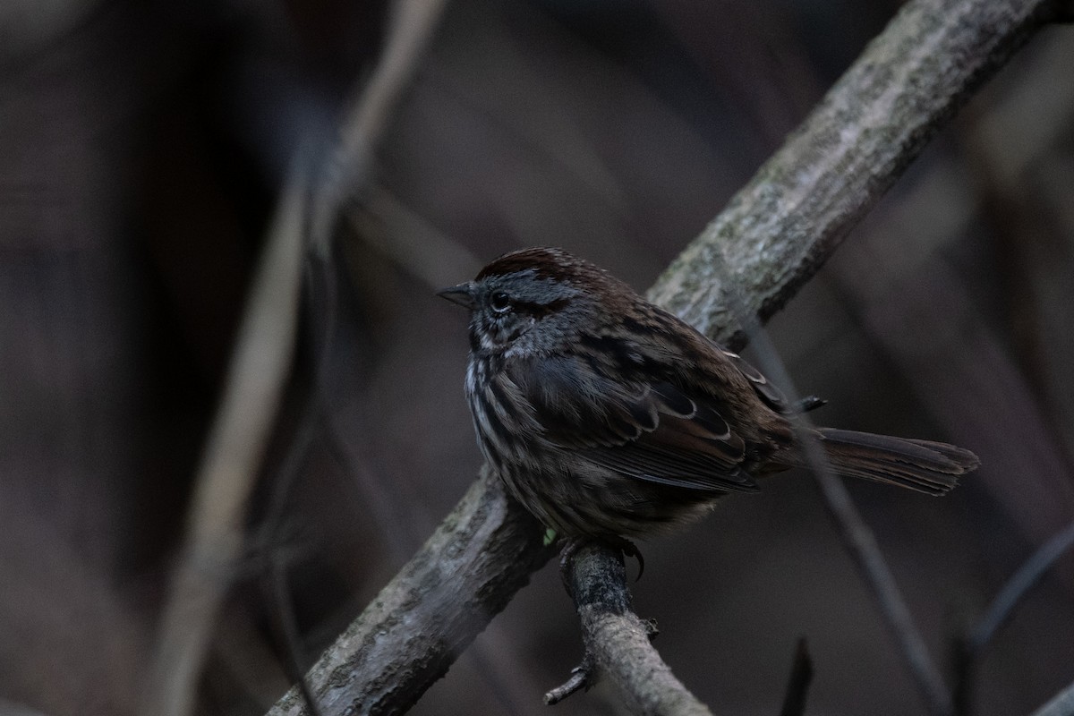 Song Sparrow - ML630563132