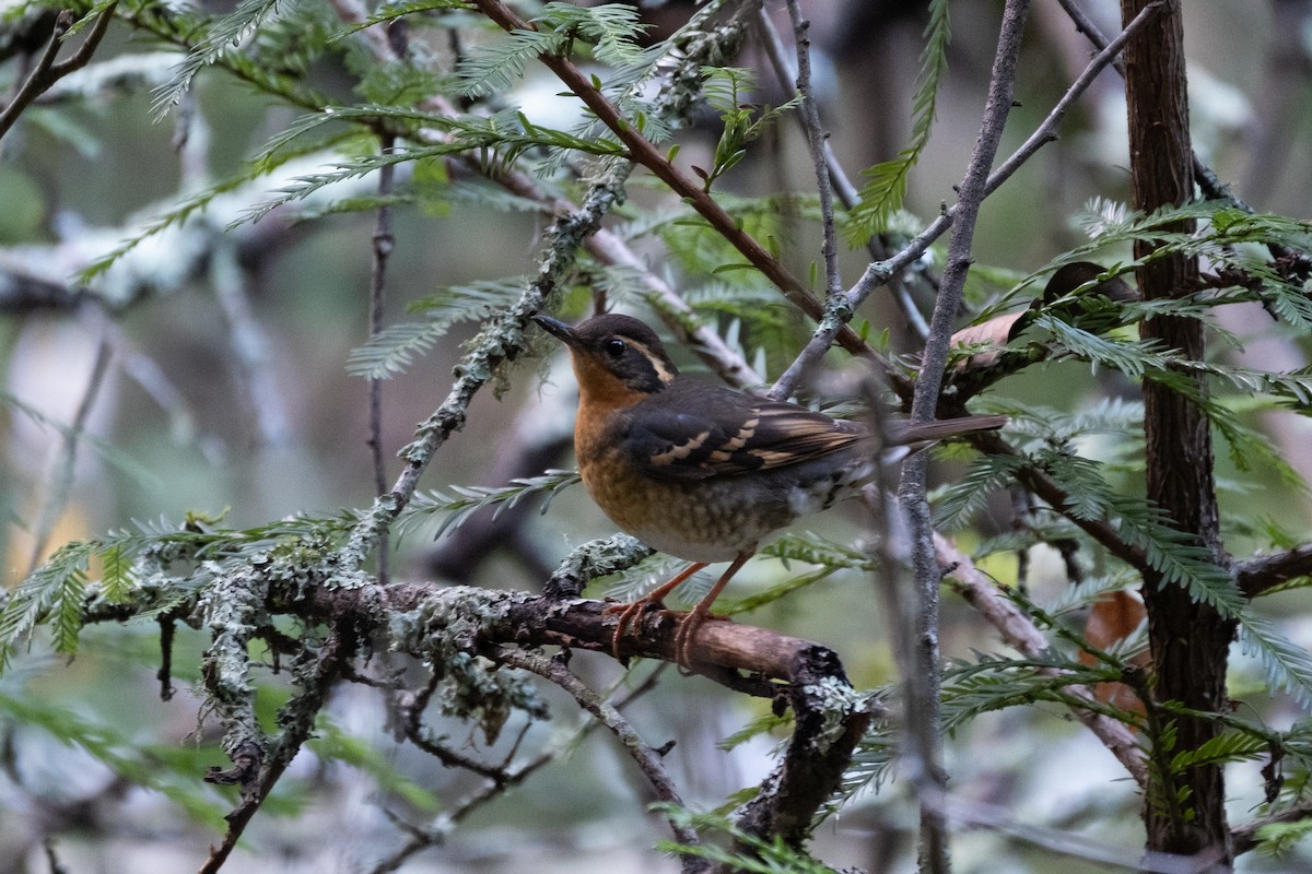 Varied Thrush - ML630563139