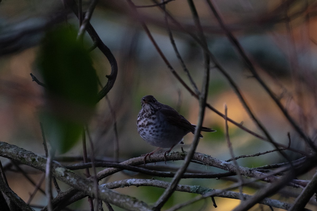 Hermit Thrush - ML630563145