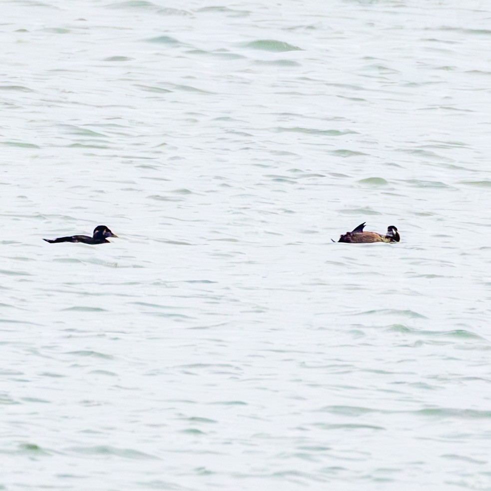 Surf Scoter - ML630563242