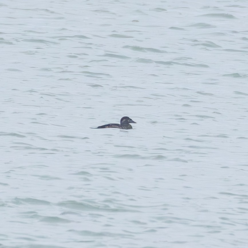Surf Scoter - ML630563243
