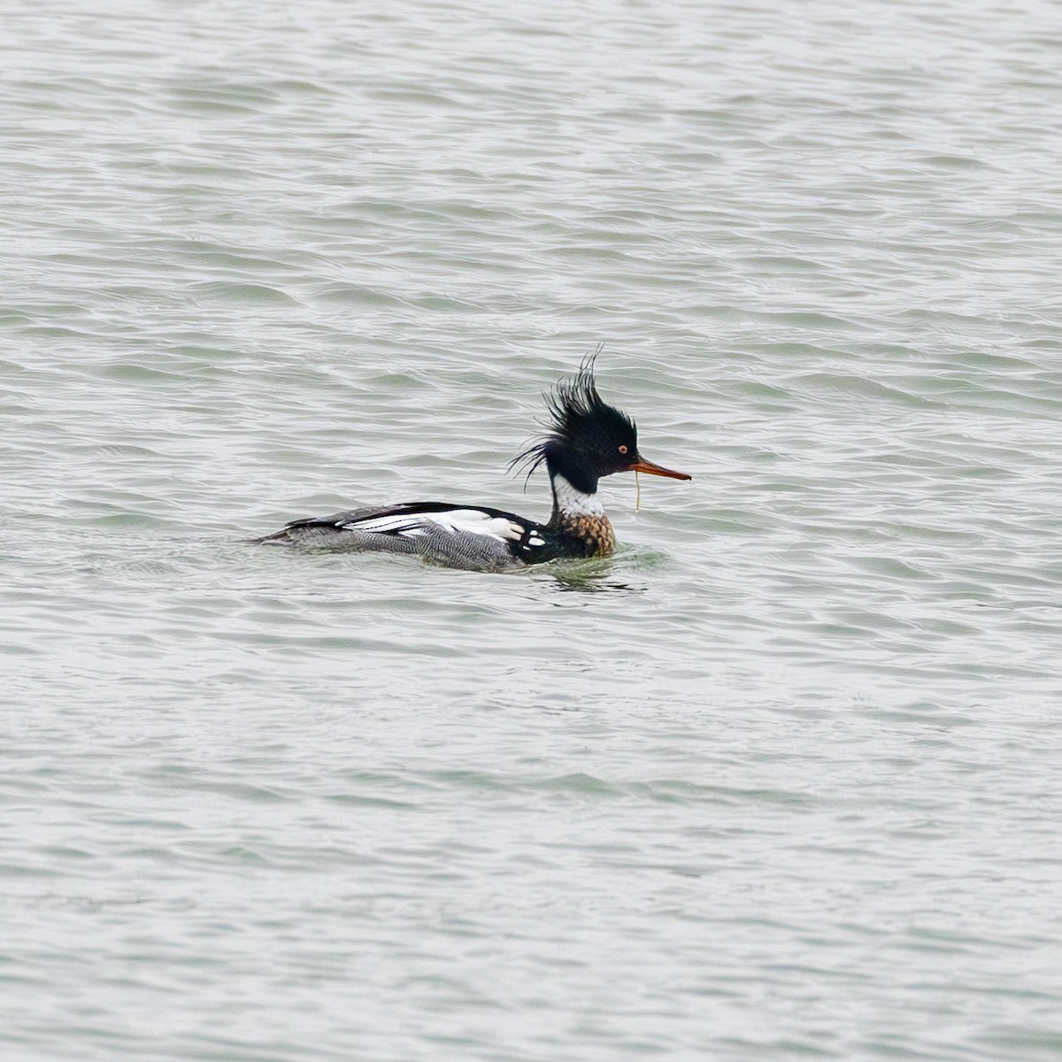 Red-breasted Merganser - ML630563248