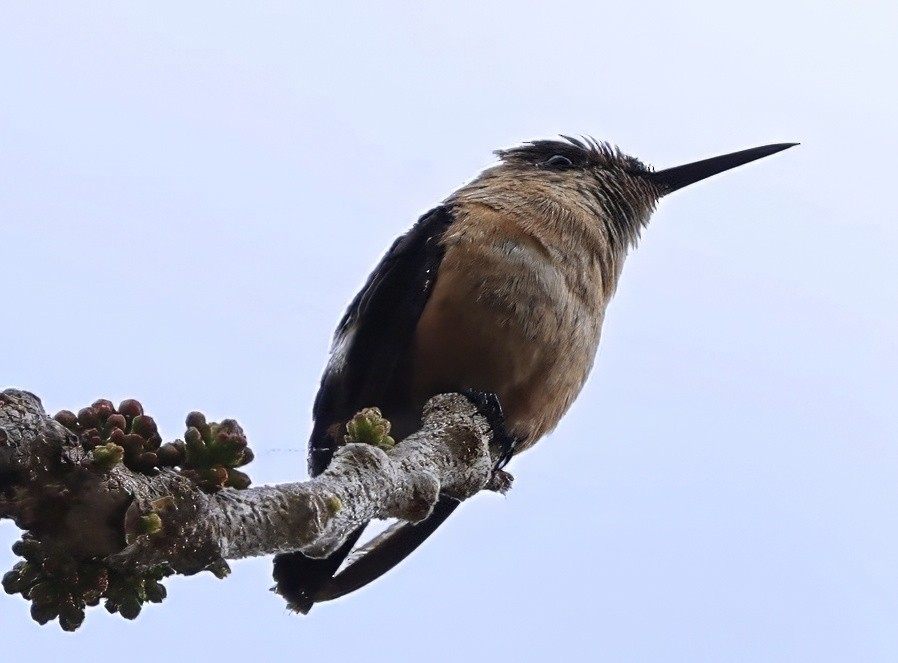 Sparkling-tailed Hummingbird - ML630563254