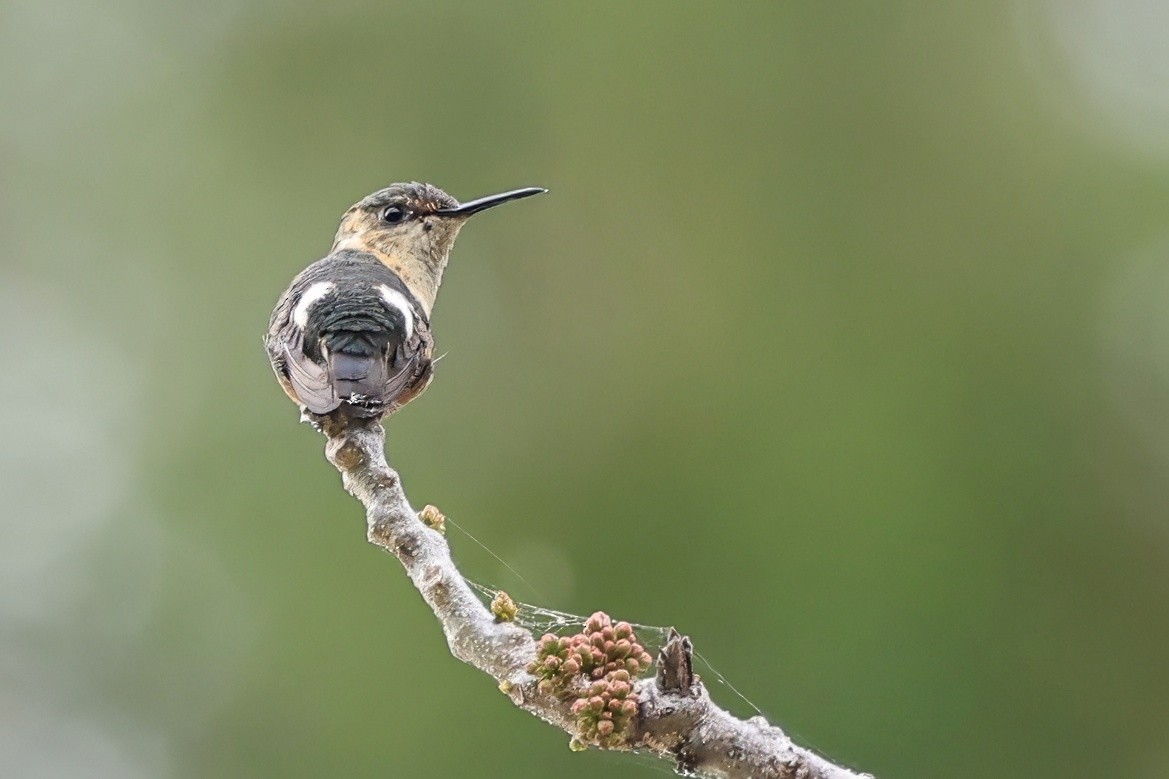 Sparkling-tailed Hummingbird - ML630563256