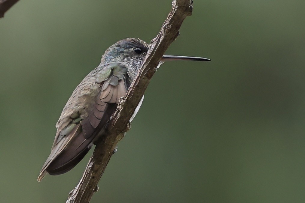 Azure-crowned Hummingbird (Azure-crowned) - ML630563266