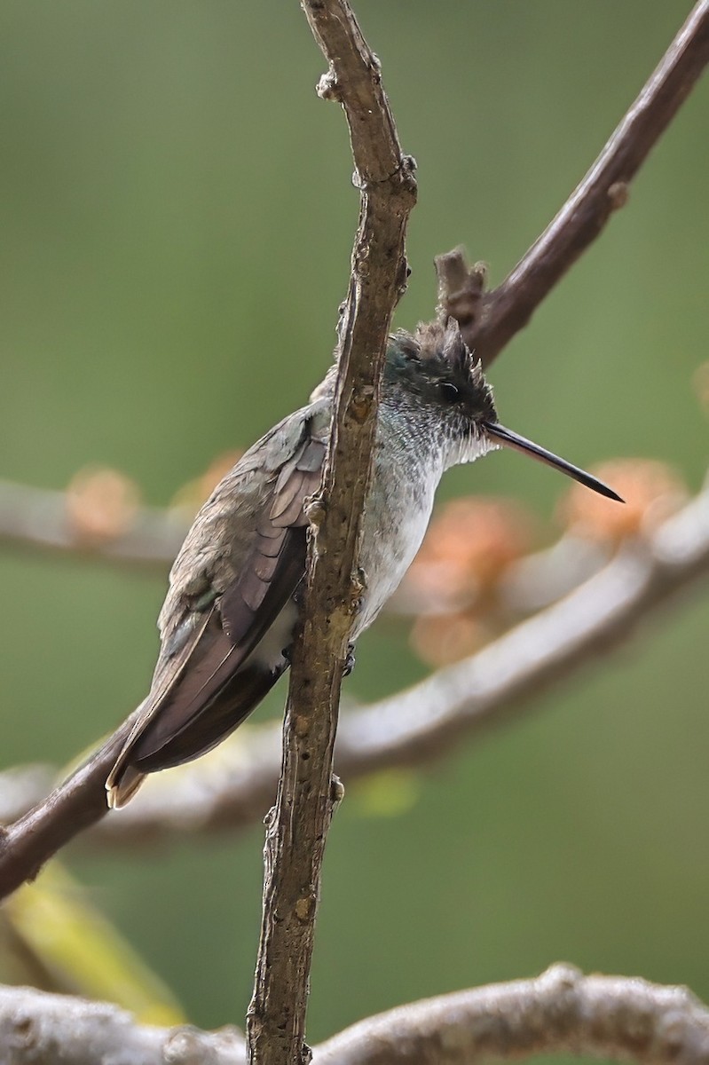 Azure-crowned Hummingbird (Azure-crowned) - ML630563267